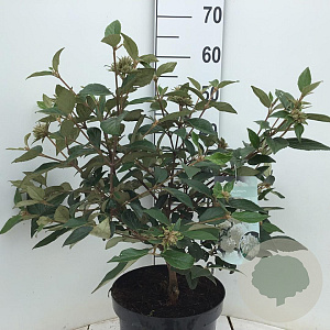 Viburnum 'Eskimo' 50-60 cm 7,5L