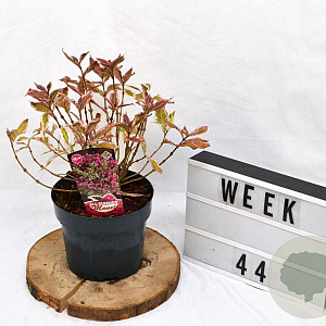 Weigela florida All Summer Monet 25-30 cm 3,0L