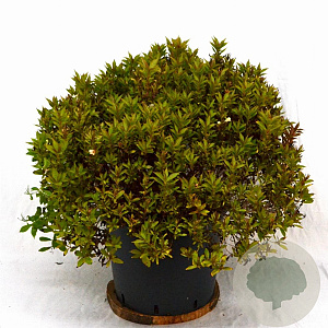 Weigela Picobella Bianco 40-50 cm 12L