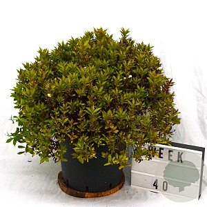 Weigela Picobella Bianco 40-50 cm 12L