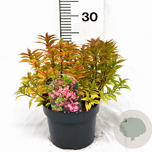 Weigela Picobella Rosa 25-30 cm 3,0L