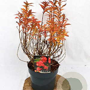 Weigela Picobella Rosso 25-30 cm 3,0L