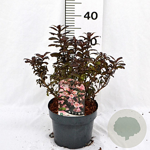 Weigela Vintage Love 25-30 cm 3,0L