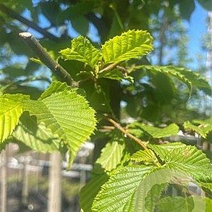 Carpinus betulus 12-14 HO container