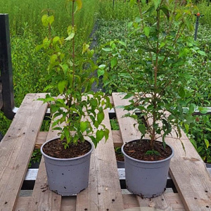 Cornus kousa 30-40 cm 2,0L