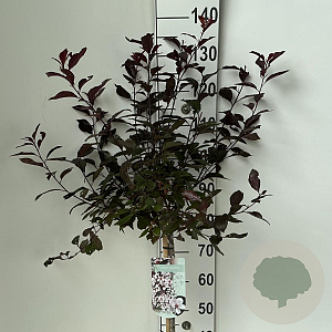 Prunus cistena 90 cm stam 7,5L