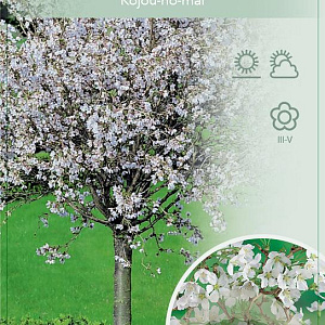 Prunus incisa 'Kojou-no-mai' 120 cm stam 7,5L