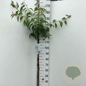 Prunus 'Kiku-shidare-zakura' 125 cm stam 7,5L