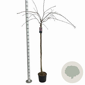 Prunus 'Kiku-shidare-zakura' 150 cm stam 10L