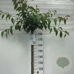 Prunus 'Kiku-shidare-zakura' 180 cm stam 10L