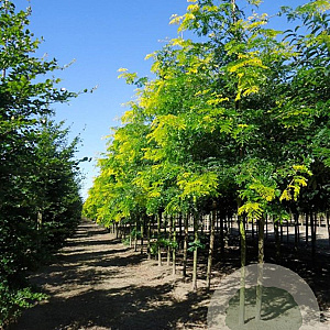 Gleditsia triac. 'Sunburst' 18-20 HO cont. 130L