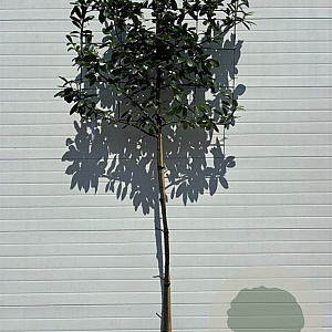 Prunus l. 'Novita' 8-10 HO 25L lei 120x120