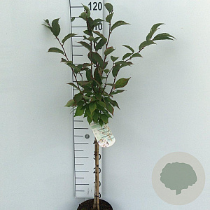 Prunus nipponica 'Ruby' 60 cm stam 5,0L