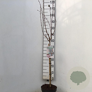 Prunus nipponica 'Ruby' 60 cm stam 7,5L