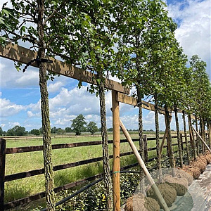 Liquidambar styraciflua 20-25 HO Cocoskluit
