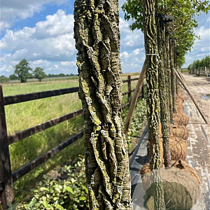 Liquidambar styraciflua 20-25 HO Cocoskluit