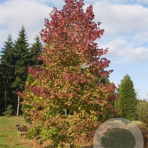 Liquidambar s. 'Worplesdon' 12-14 HO container