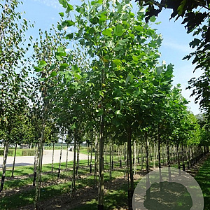 Liriodendron tulipifera 18-20 HO cont. 110L lei 180x150 220 cm stam