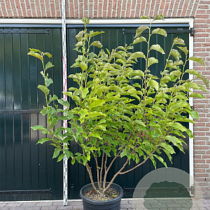 Magnolia 'Heaven Scent' 200-250 cm cont. 90L meerstammig