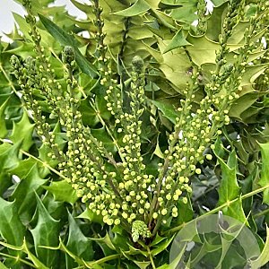 Mahonia media 'Charity' 200-250 cm cont. 110L meerstammig