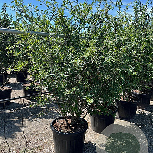 Mespilus germanica 200-250 cm cont. 90L meerstammig