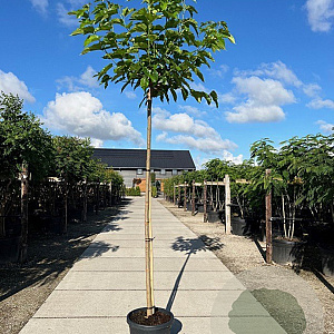 Morus alba 'Fruitless' 12-14 HO 45L 225 cm stam