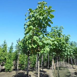 Paulownia tomentosa 300-350 cm cont. 230L meerstammig
