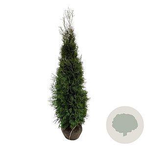 Thuja occidentalis 'King of Brabant' 180-200 cm met kluit extra