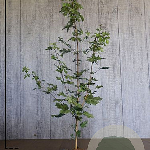 Acer campestre 80-100 cm 12L struik