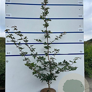 Acer campestre 150-175 cm 7,5L Gestokt