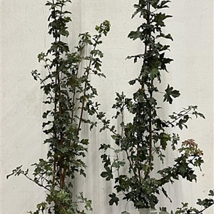 Acer campestre 150-175 cm 7,5L Gestokt