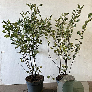 Amelanchier lamarckii 80-100 cm 7,5L