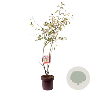Amelanchier lamarckii 150-175 cm 13L