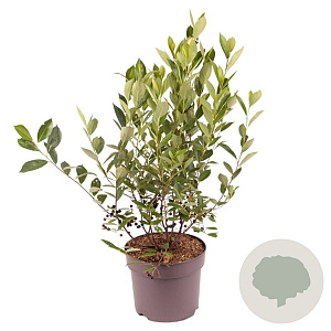 Aronia melanocarpa 'Hugin' 50-55 cm 7,5L