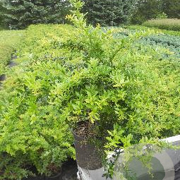 Berberis frikartii 'Amstelveen' 30-40 cm 3,0L