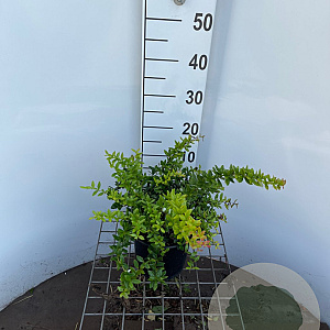 Berberis frikartii 'Telstar' 30-40 cm 3,0L