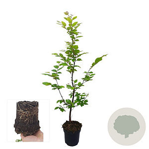 Carpinus betulus 60-80 cm 2,5L