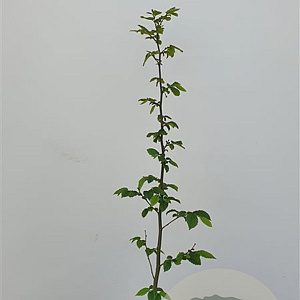 Carpinus betulus 60-80 cm 2,5L