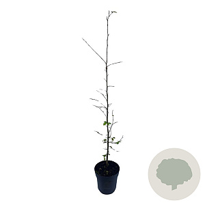 Carpinus betulus 80-100 cm 2,5L