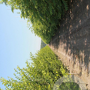 Pterocarya fraxinifolia 20-25 HO Cocoskluit