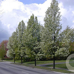 Pyrus calleryana 'Chanticleer' 12-14 HO container