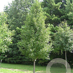 Pyrus calleryana 'Chanticleer' 12-14 HO container