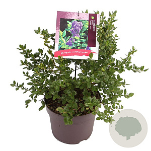 Ceanothus griseus 'Yankee Point' 40-45 cm 7,5L