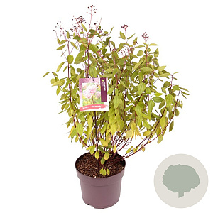 Ceanothus pallidus 'Marie Simon' 70-80 cm 10L