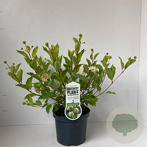 Cephalanthus occidentalis 30-40 cm 3,5L