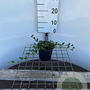 Cotoneaster dammeri 25-30 cm C1.3