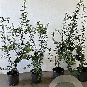 Crataegus monogyna 60-80 cm 2,5L