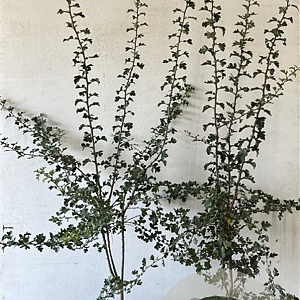 Crataegus monogyna 125-150 cm 7,5L
