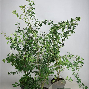 Crataegus monogyna 125-150 cm 7,5L
