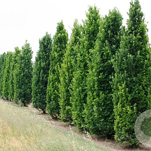 Quercus rob. 'Fastigiate Koster' 12-14 HO draadkluit geveerd 3 X verplant